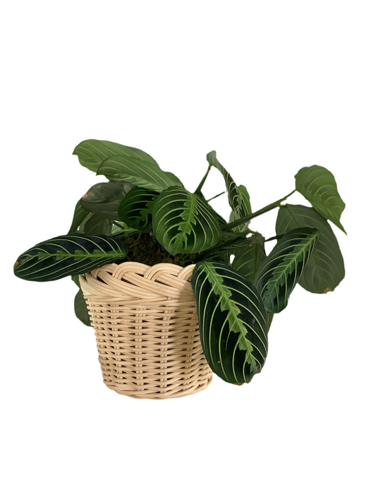 Basket - Braided Plant Small